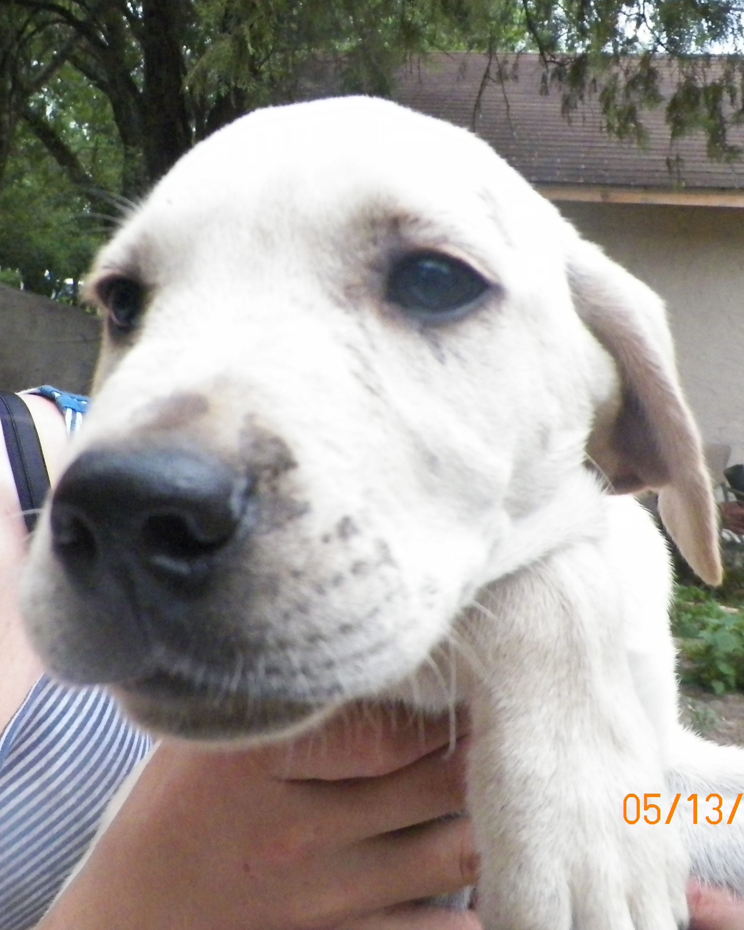 Yellow Lab Puppy Needs a Home!