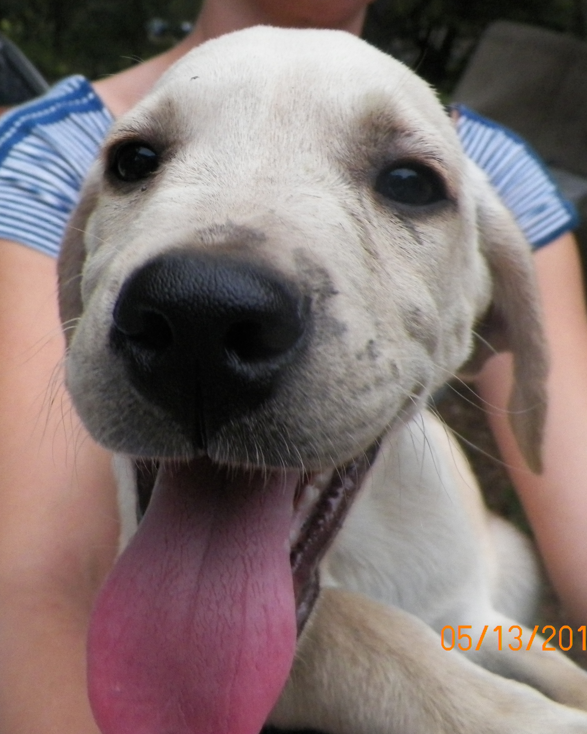 Yellow Lab Mix - Needs a Home