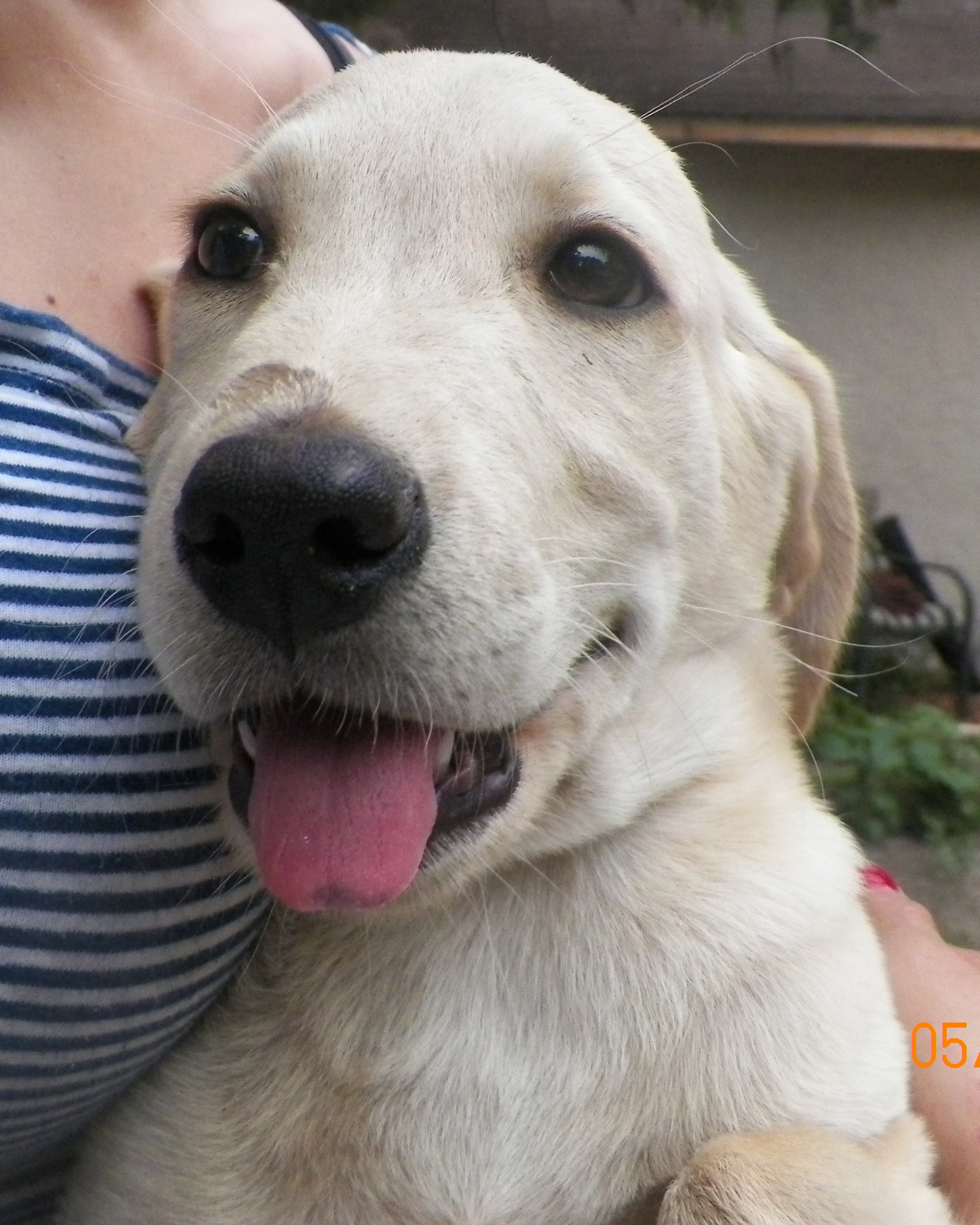 Yellow Lab Mix - Needs a Home