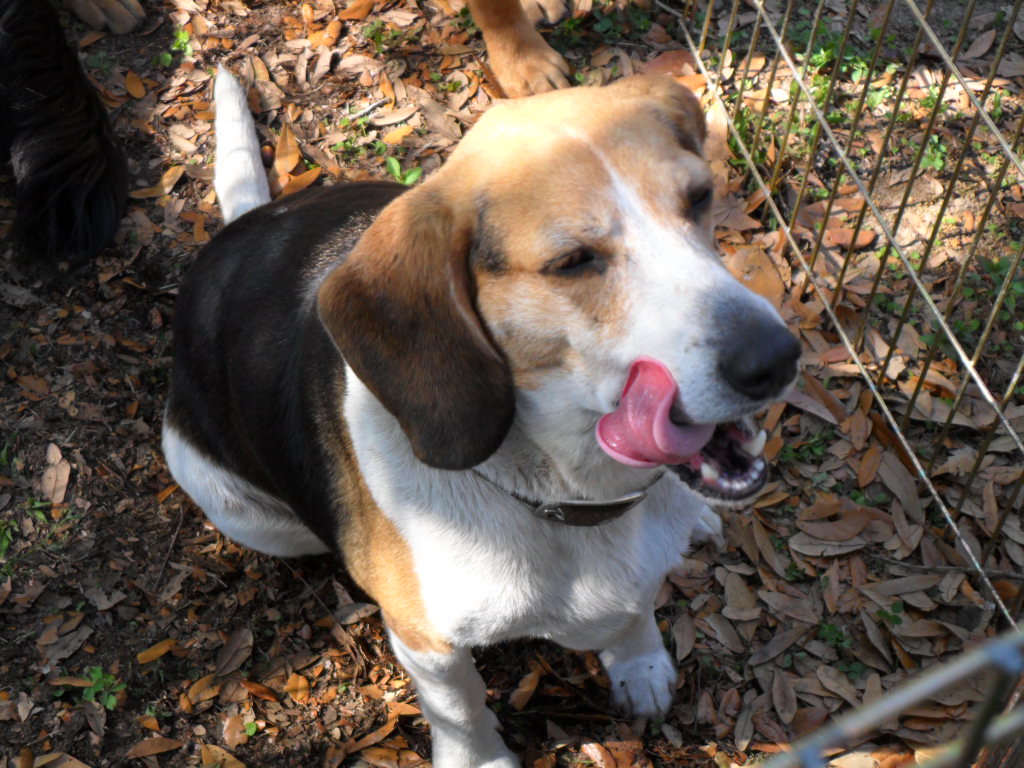 Sebastian - Beagle - Needs a Home