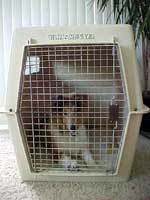 Dog Locked in Crate
