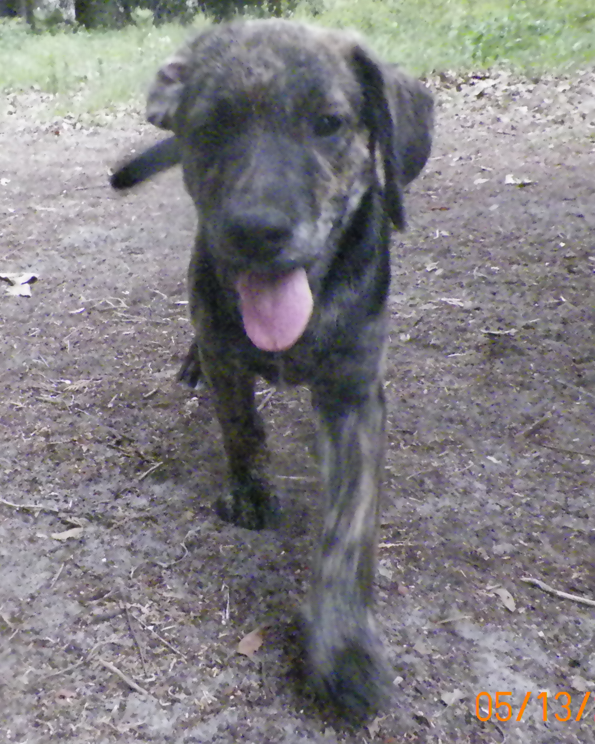 Black Lab Puppy Needs a Home