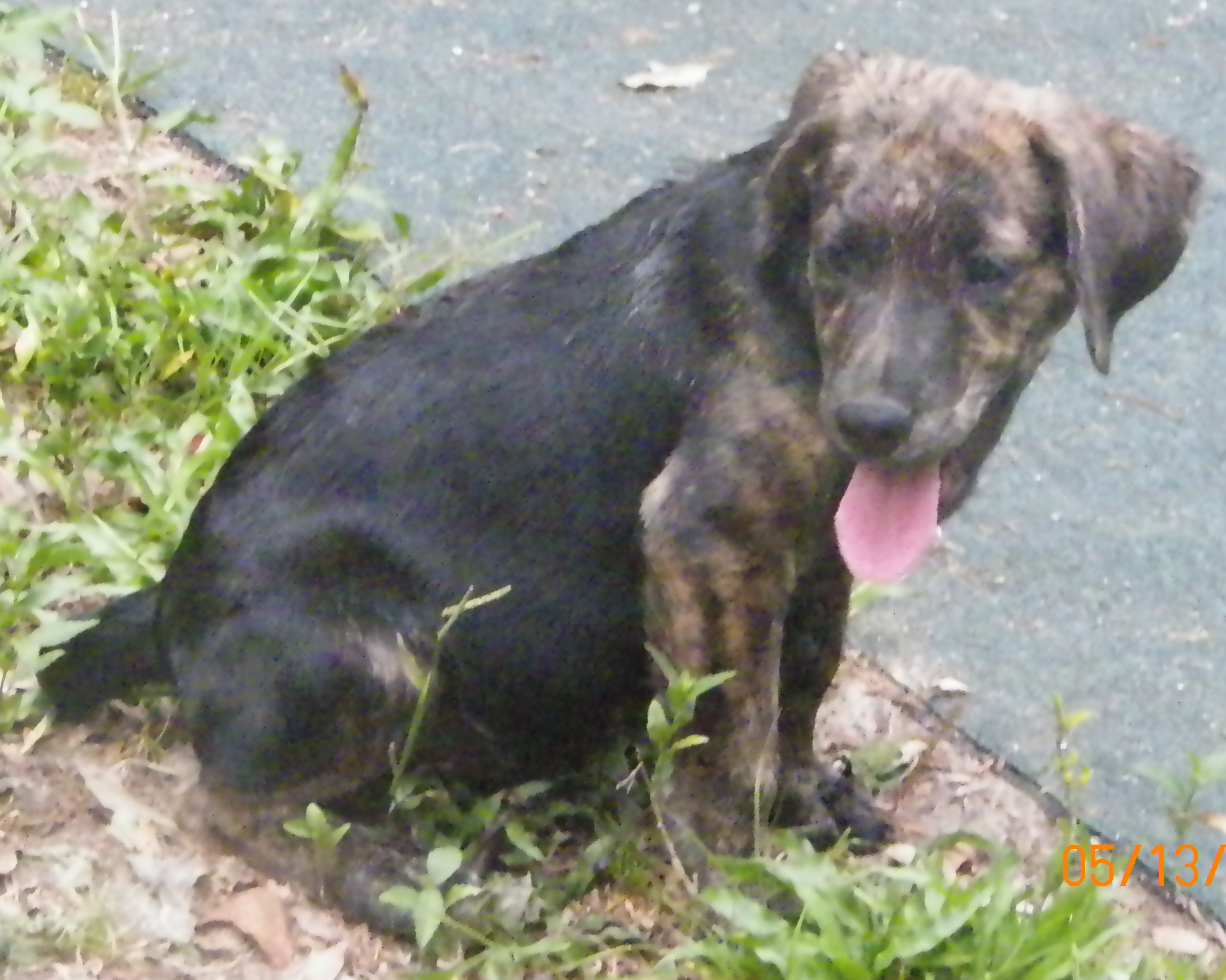 Black Lab Puppy Needs a Home!